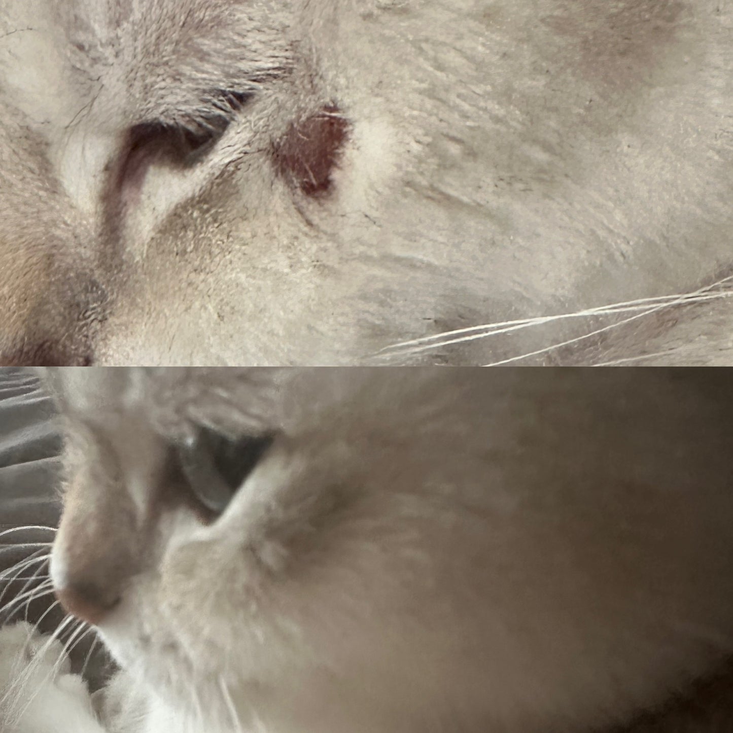 PET TALLOW healing balm